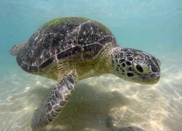 Large sea turtle underwater — Stock Image Large sea turtle underwater Stock Image