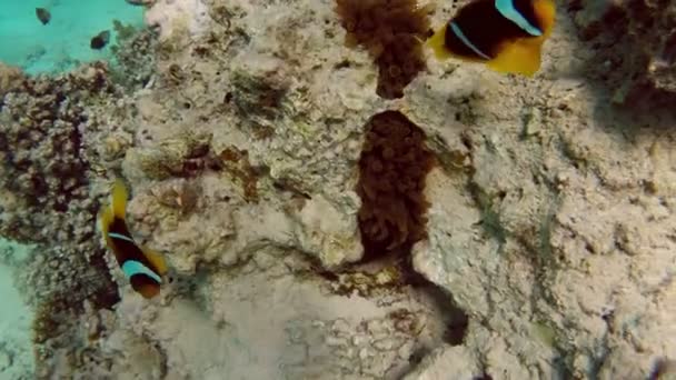 Tropikal Mercan Resifi — Stok video