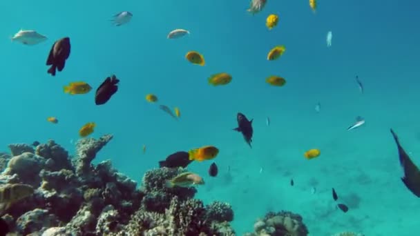 Fische schwimmen zwischen Korallen — Stockvideo