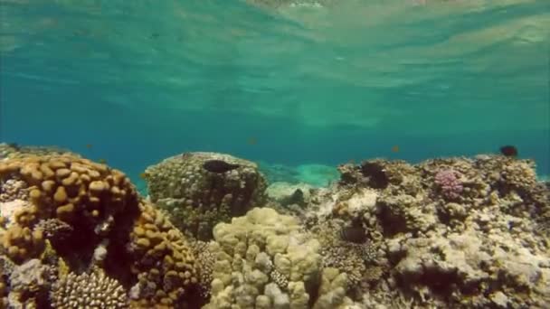 Fische schwimmen zwischen Korallen — Stockvideo