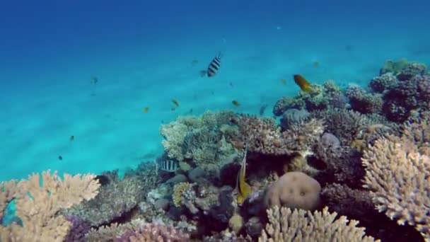 Fish swim among corals — Stock Video