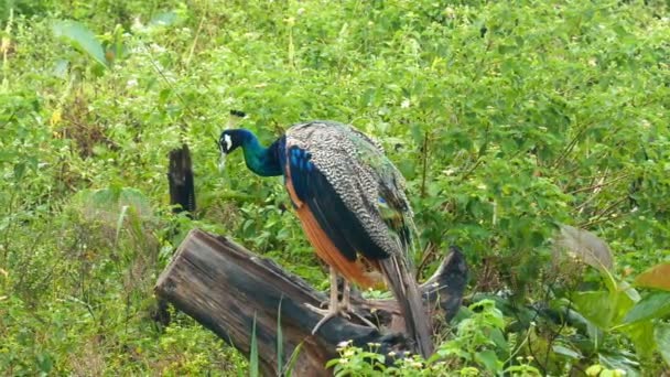 Pavo real sentado en la rama — Vídeo de stock