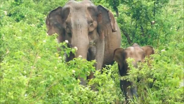 Indian elephants herd — Stock Video