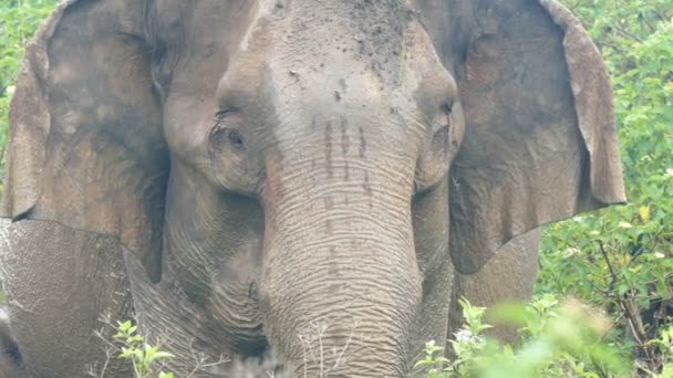 Elefante indio en la selva — Vídeos de Stock