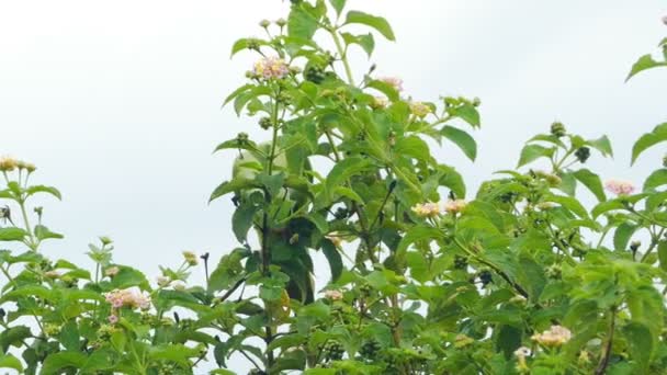 Grüner Papagei auf Baum — Stockvideo