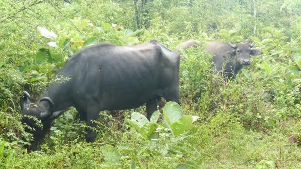 Búfalo en Sri Lanka — Vídeo de stock
