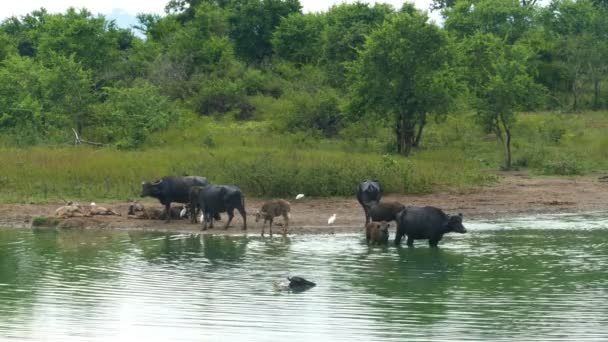 Buffels Baden in lake — Stockvideo