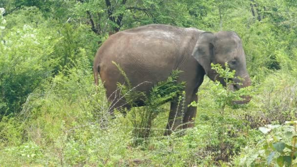 Indian elephant eating grass — Stock Video