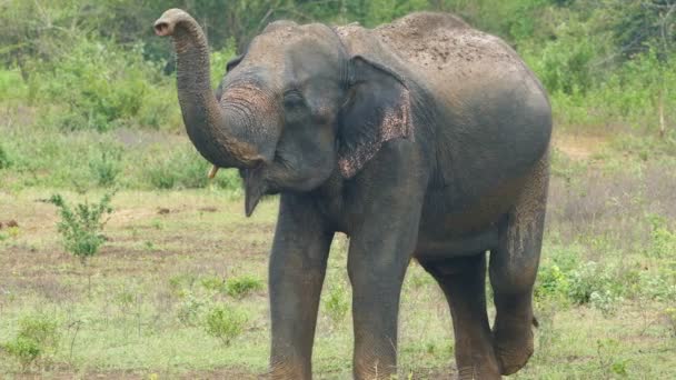 Wilde Indiase olifant — Stockvideo