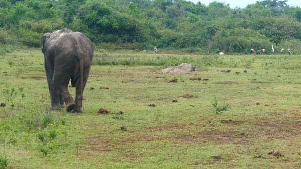 Elefante salvaje indio — Vídeo de stock