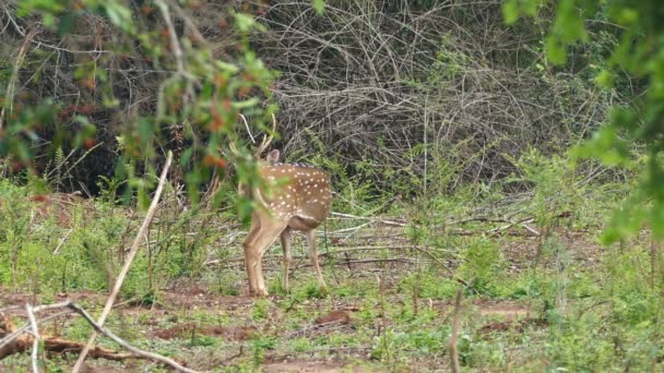 Wild spotted deer — Stock Video