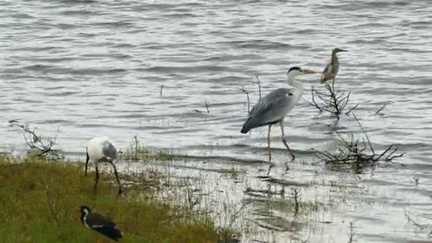 Uccelli selvatici sul lago — Video Stock