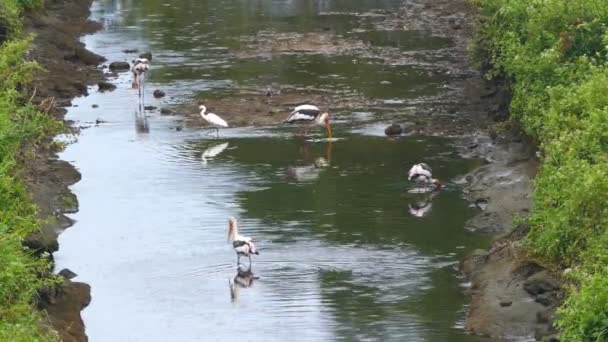 Stork birds in lake — Stock Video