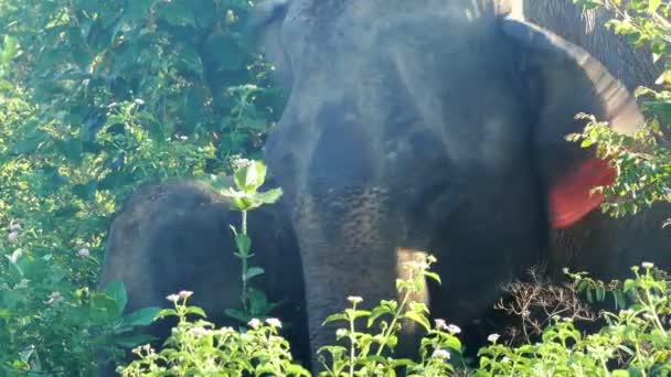 Indisk elefant i djungel — Stockvideo