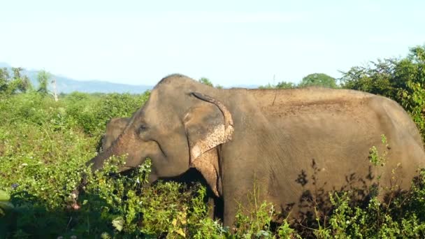 Slon indický jíst trávu — Stock video