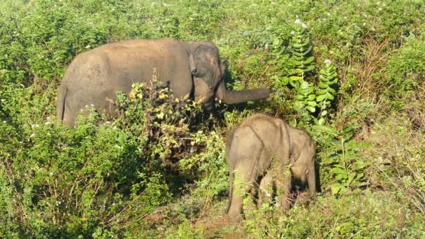 Mandria di elefanti indiani — Video Stock