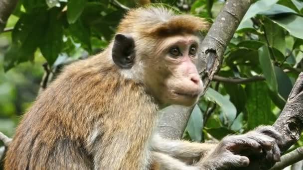 Mono macaco en el árbol — Vídeos de Stock