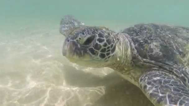 Big sea turtle — Stock Video