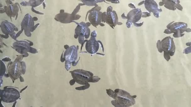 Baby schildpadden zwemmen — Stockvideo