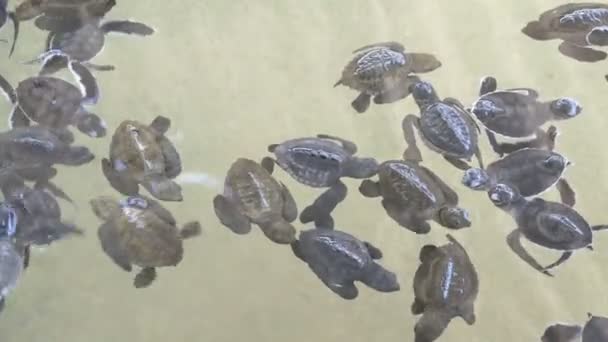 Schildkrötenbaby schwimmt — Stockvideo