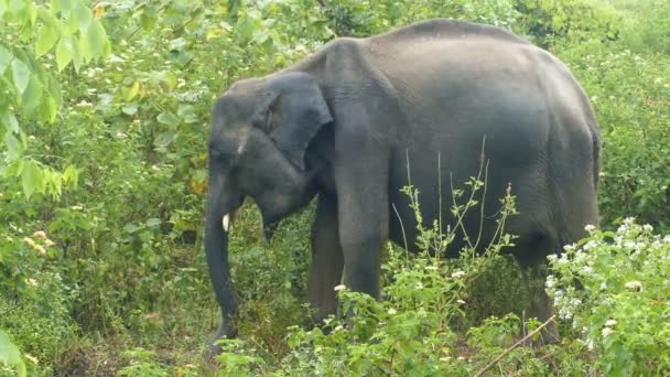 Indian elephant eating grass — Stock Video