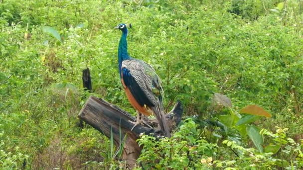 Peacock zittend op tak — Stockvideo