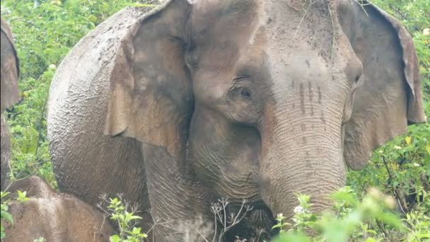 Indiase olifant in de jungle — Stockvideo