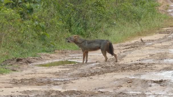 Wild jakhals howls — Stockvideo