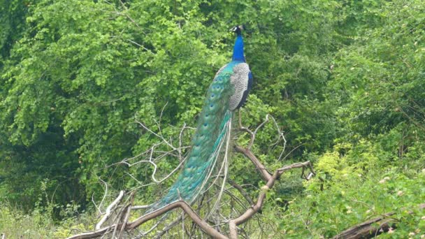 Pavo real sentado en la rama — Vídeo de stock