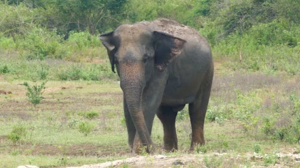 Wilde Indiase olifant — Stockvideo