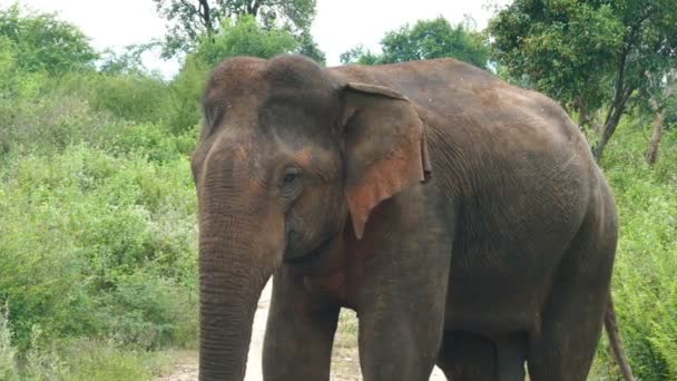Дикий индийский слон — стоковое видео