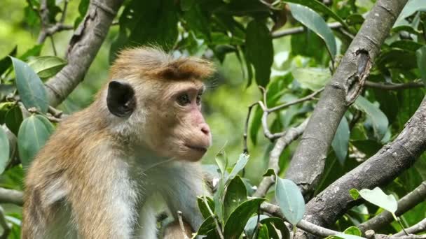 Monkey makak på träd — Stockvideo