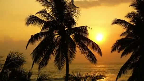 Landskap med tropiska havet solnedgång — Stockvideo