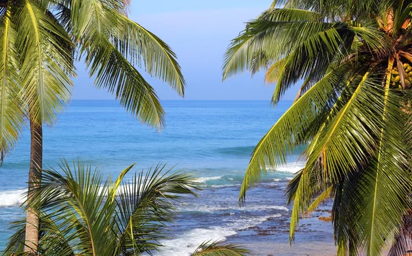 Sea landscape with palm leaves on foreground — Stock Photo, Image