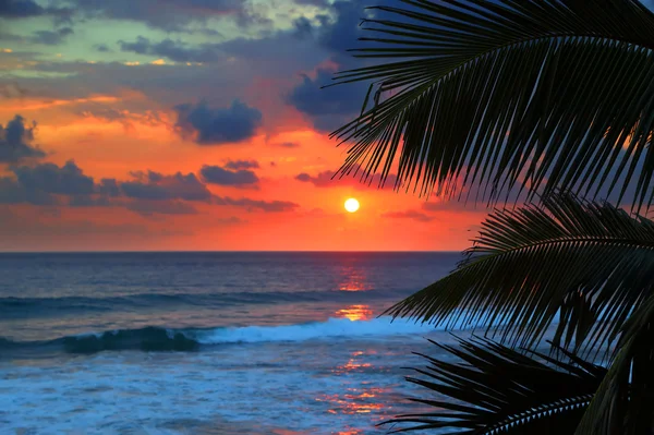 Hermoso mar puesta de sol y hojas de palma — Foto de Stock