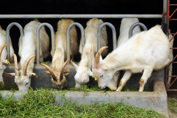 Козы едят траву на ферме — стоковое фото