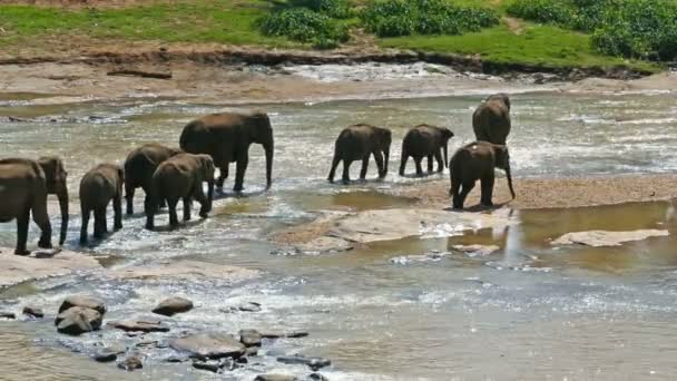 Ελέφαντες στο ποτάμι της Σρι Λάνκα — Αρχείο Βίντεο