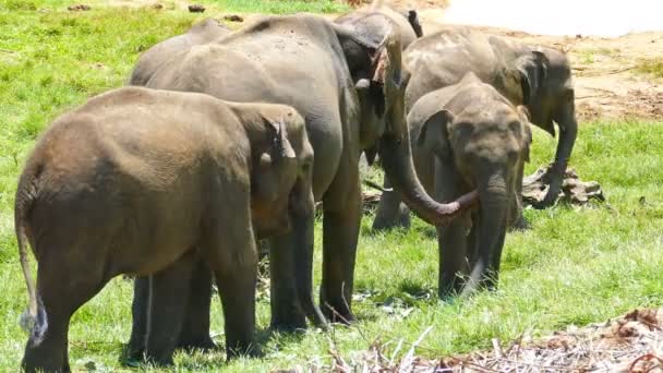 Elefantes salvajes en Sri Lanka — Vídeo de stock