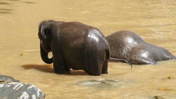 Elefantes se bañan en el río — Vídeo de stock