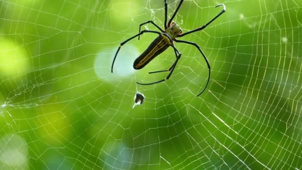 Wild Spider on web — Stock Video