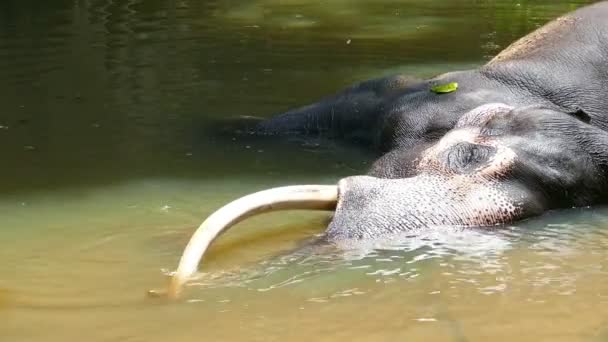 Gajah di Sri Lanka sungai — Stok Video