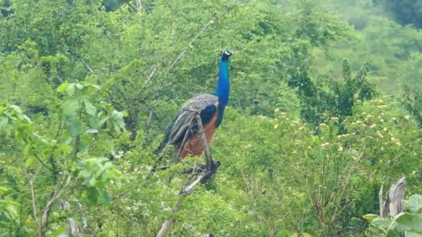 Pfau sitzt auf Ast — Stockvideo