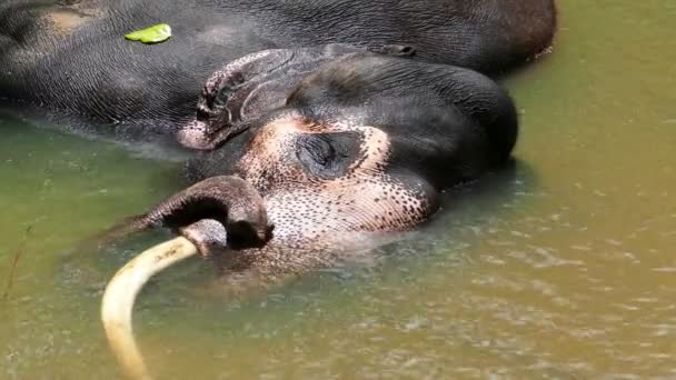 Elephant  in Sri Lanka river — Stock Video