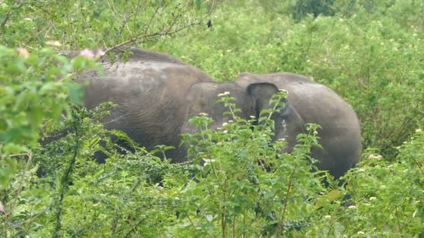 Индийские слоны — стоковое видео