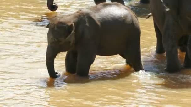 Bebé elefante en el río — Vídeo de stock