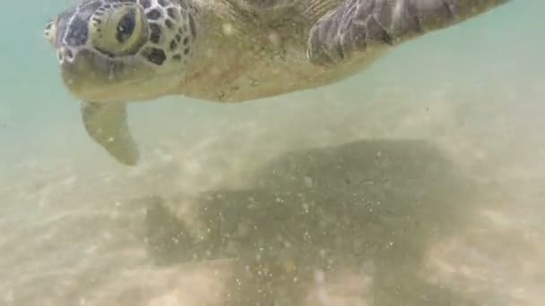 Tartaruga marinha grande — Vídeo de Stock