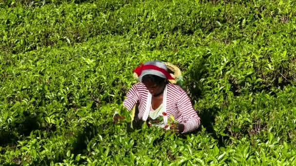 Mujeres de Sri Lanka cosechan hojas de té — Vídeo de stock