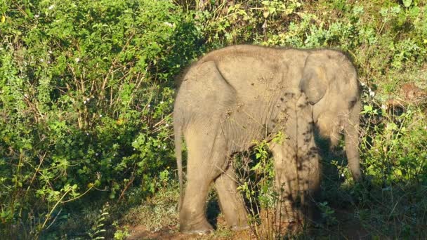 Indiase babyolifant — Stockvideo