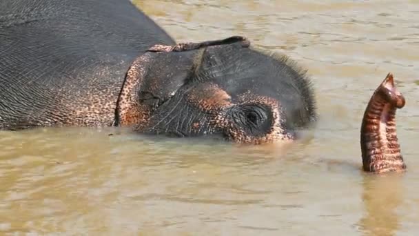 Elefante yace en el río — Vídeo de stock