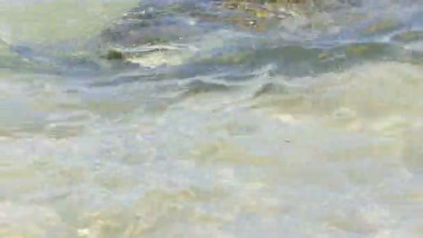 Büyük deniz kaplumbağası — Stok video